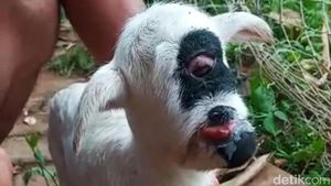 Foto-foto Domba Bermata Satu yang Geger di Garut