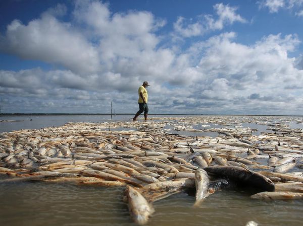Puluhan Ton Ikan Mati Gegara Kekeringan Terburuk di Brasil Selatan