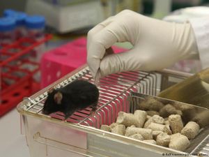 Swiss Tolak Larangan Eksperimen pada Hewan