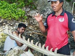 Misteri Tulang Ikan Raksasa di Pulau Kalaotoa Selayar Belum Terungkap