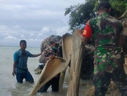 Temuan Tulang Ikan Raksasa di Selayar, Ahli Unhas: Diduga Hiu atau Paus