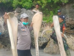 Ahli Butuh Waktu 2 Pekan Ungkap Misteri Tulang Ikan Raksasa di Selayar