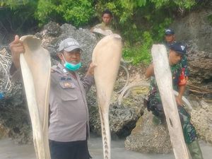 Ahli Butuh Waktu 2 Pekan Ungkap Misteri Tulang Ikan Raksasa di Selayar Ahli Butuh Waktu 2 Pekan Ungkap Misteri Tulang Ikan Raksasa di Selayar