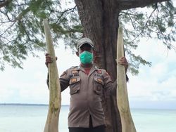 Geger Temuan Tulang Ikan Raksasa Gigi Setinggi Pria Dewasa di Selayar Sulsel