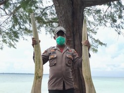 Ikan Raksasa Selayar Gigi Setinggi Pria Dewasa Diduga Mati Saat Gempa M 7,4