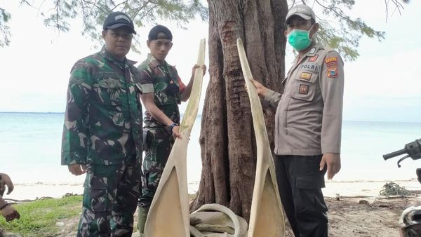 Potret Tulang Ikan Raksasa di Selayar Sulsel Giginya Sebesar Orang Dewasa