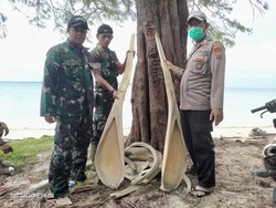 Kepala DLH Selayar Kaget Ada Tulang Ikan Sebesar Manusia di Wilayahnya