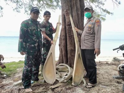 Potret Tulang Ikan Raksasa di Selayar Sulsel Giginya Sebesar Orang Dewasa