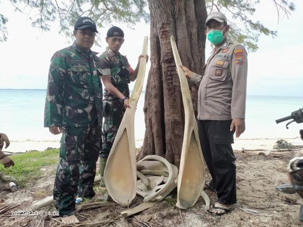 Potret Tulang Ikan Raksasa di Selayar Sulsel Giginya Sebesar Orang Dewasa