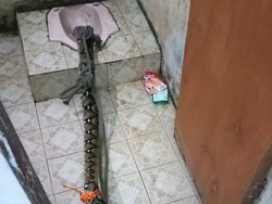 Ngeri! Ular Piton Sembunyi di Lubang Kloset Kamar Mandi Warga di Jaktim