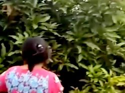 Viral Pohon Mangga Keluarkan Suara Misterius di Minahasa Tenggara Sulut