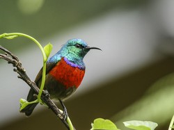 Studi: Burung Afrika Ini Punya Siulan yang Sama Sejak Jutaan Tahun Lalu