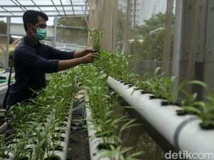 Hidroponik Adalah: Manfaat, Metode, Jenis Tanaman, dan Cara Membuat