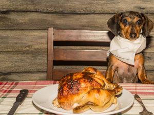 Mewah Banget! Anjing Diva Ini Hanya Mau Makan Ayam Panggang