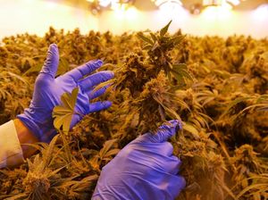 Peneliti di Australia Barat Pelajari Potensi Ganja sebagai Obat Penurun Berat Badan