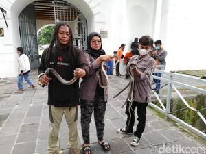 Hii.. Relawan Tangkap 8 Ular di Rumkitlap Benteng Vastenburg Solo