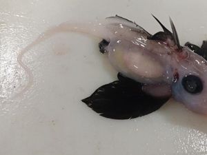 Bayi Hiu Hantu Langka Ditemukan di Laut Selandia Baru