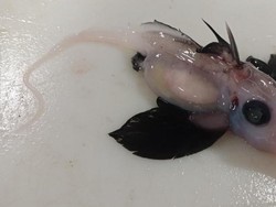 Bayi Hiu Hantu Langka Ditemukan di Laut Selandia Baru