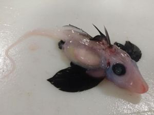 Penampakan Langka Bayi Hiu Hantu Terabadikan Kamera