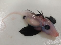 Penampakan Langka Bayi Hiu Hantu Terabadikan Kamera