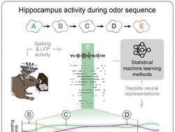 Ilmuwan Ungkap Cara Kerja Otak dalam Mengatur Ingatan Tepat Waktu