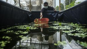 Dari Hobi, Warga Rusun Samawa Sukses Budidaya Ikan