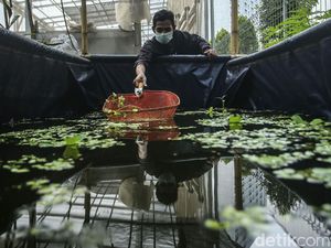 Dari Hobi, Warga Rusun Samawa Sukses Budidaya Ikan Dari Hobi, Warga Rusun Samawa Sukses Budidaya Ikan