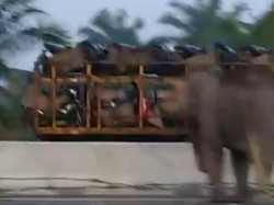 Heboh, Gajah Melintasi Jalan Tol di Pekanbaru-Dumai