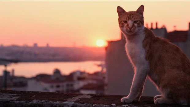 Kedi (2016)