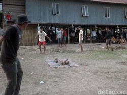 Belajar Sportif dari Permainan Lempar Gasing Suku Mandar di Polman