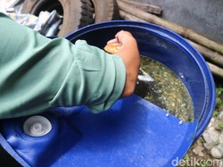 Minyak Goreng Palsu Gentayangan di Kudus, Ini Penampakannya