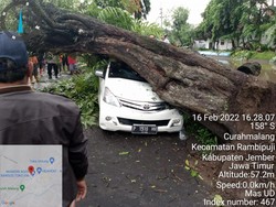 Pohon Tumbang Timpa Mobil Muat 3 Orang di Jember, Penumpang Histeris