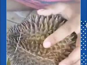 Duh, Pedagang Nakal Jual Durian Zonk di Pasar Wisata Cheng Hoo Pasuruan Duh, Pedagang Nakal Jual Durian Zonk di Pasar Wisata Cheng Hoo Pasuruan