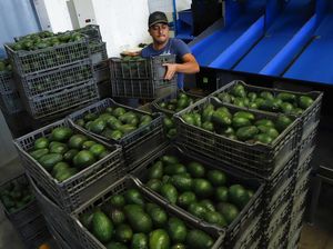 AS Larang Impor Alpukat dari Meksiko, Ada Apa?