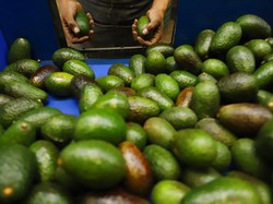 Begini Manfaat Makan Alpukat Bagi Kesehatan, Yuk Dicoba!