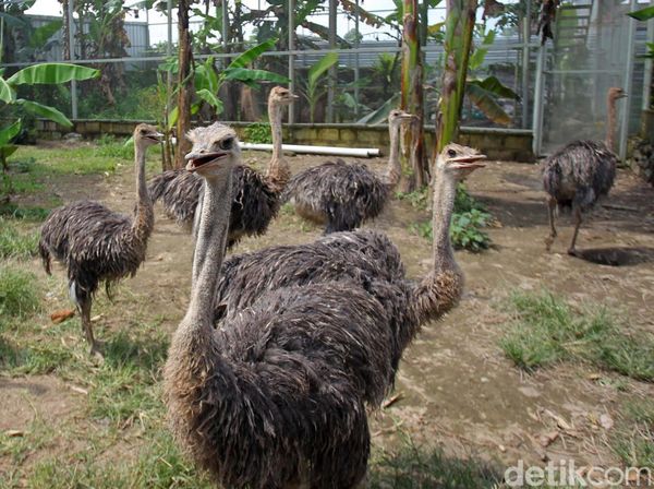 Bisnis Menjanjikan dari Penangkaran Burung Unta