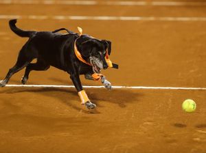 Aksi Anjing di Brasil Lari-larian Ambil Bola Tenis Saat Rio Open 2022
