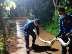 Damkar Bekasi Evakuasi Ular Sanca 3 Meter di Permukiman Warga