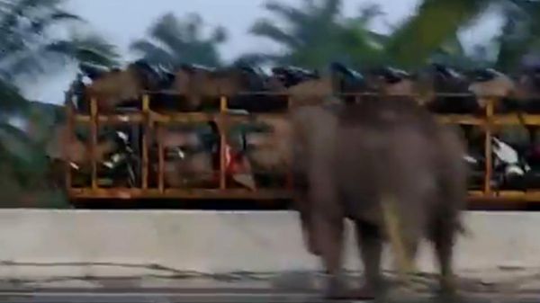 Geger Gajah Masuk Tol Pekanbaru-Dumai, Ini Penyebabnya