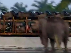 Geger Gajah Masuk Tol Pekanbaru-Dumai, Ini Penyebabnya