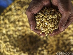 Bulog Sebar 100 Ton Kedelai Subsidi Hari Ini
