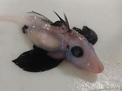 Sangat Langka! Ilmuwan Temukan Bayi Hiu Hantu