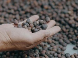 Hebring Euy! Kopi Garut Terbaik di Asia