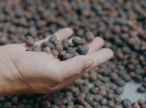 Hebring Euy! Kopi Garut Terbaik di Asia Hebring Euy! Kopi Garut Terbaik di Asia