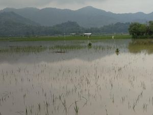 222 Hektare Lahan Pertanian di Tulungagung Terendam Banjir