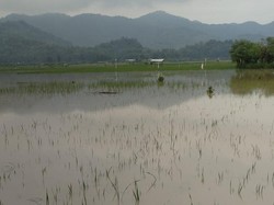 222 Hektare Lahan Pertanian di Tulungagung Terendam Banjir