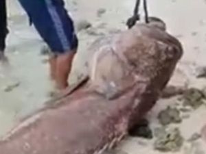 Heboh Ikan Kerapu Raksasa dari Bumi Tana Doang Heboh Ikan Kerapu Raksasa dari Bumi Tana Doang