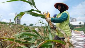 Panen Jagung di Sekitar Area Pabrik Semen