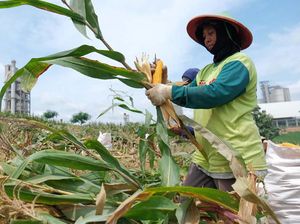 Panen Jagung di Sekitar Area Pabrik Semen