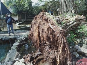 Terjadi Lagi, Beringin Ratusan Tahun di Umbul Manten Klaten Tumbang